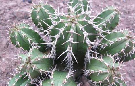 仙人球的扦插方法 仙人球的扦插方法视频
