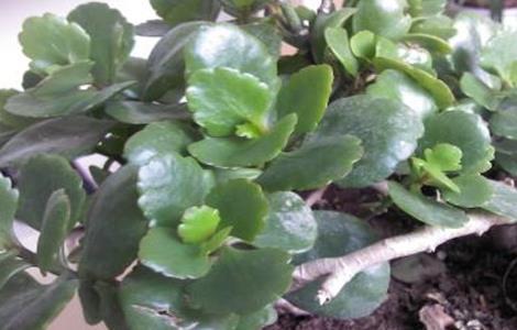 长寿花为什么不开花（长寿花为什么不开花光长叶）