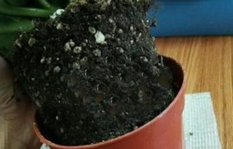 长寿花换盆方法及注意事项 长寿花换盆方法及注意事项图片