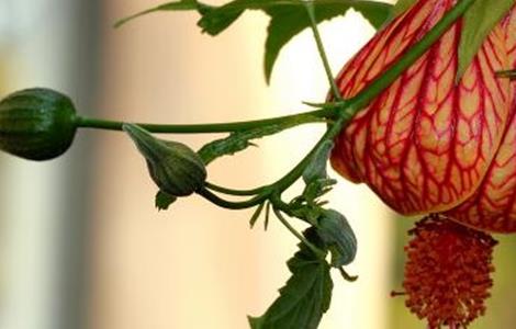 灯笼花叶子蔫啥原因（灯笼花花叶蔫了怎么办）