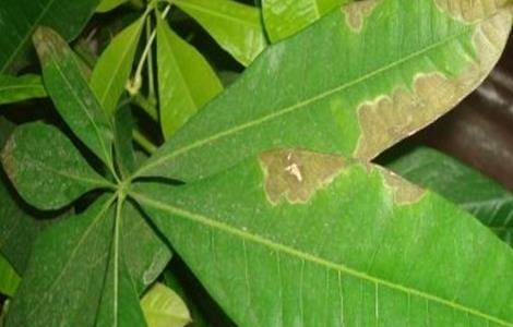 含笑花叶子发黄是什么原因(含笑花叶子发黄是什么原因造成的)