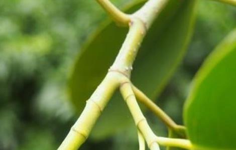 含笑花的扦插方法 含笑花的扦插方法图片