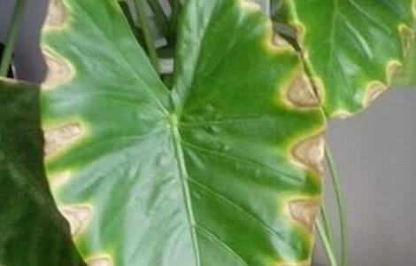 滴水观音叶子发黄是什么原因（滴水观音有毒吗）