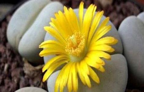 生石花的养殖方法(养了100年的生石花图片)