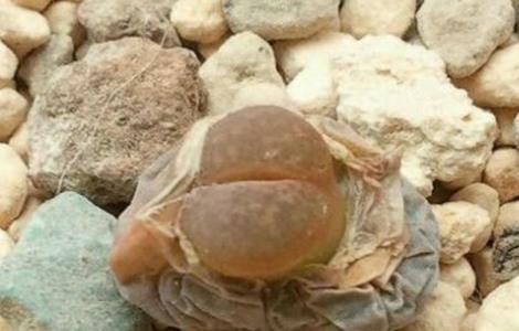 生石灰皱皮是什么原因（生石灰变质的原因）