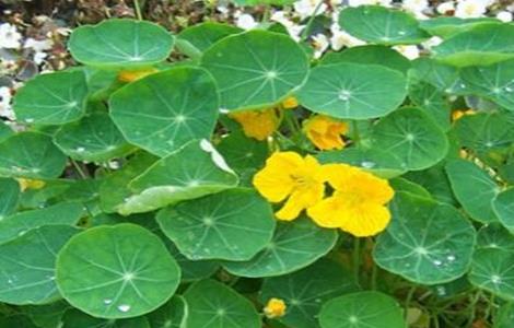 旱金莲叶子发黄是怎么回事（旱金莲叶子发黄是怎么回事儿）