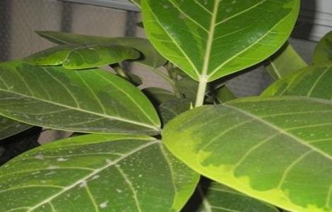 橡皮树黄叶原因及解决方法 橡皮树黄叶原因及解决方法图片