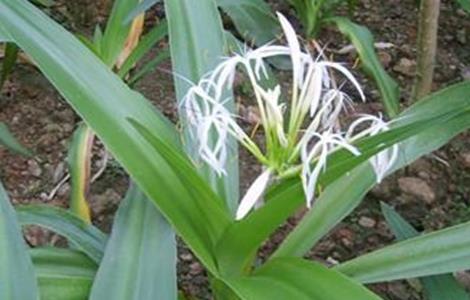 文殊兰怎么繁殖 文殊兰繁殖方法