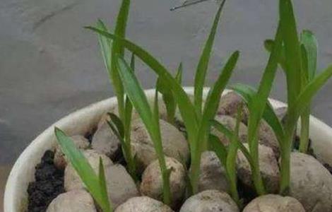 文殊兰怎么繁殖