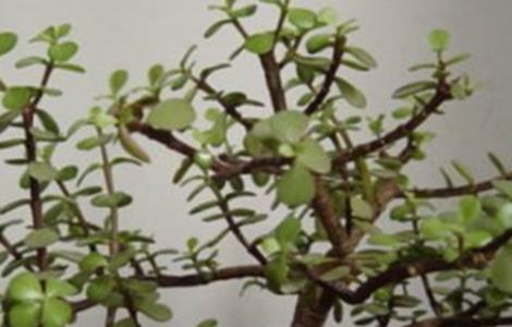 金枝玉叶掉叶原因及解决 金枝玉叶掉叶原因及解决措施