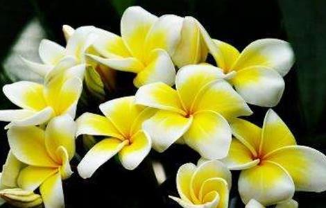 鸡蛋花的养殖方法和注意事项 鸡蛋花什么时候开花