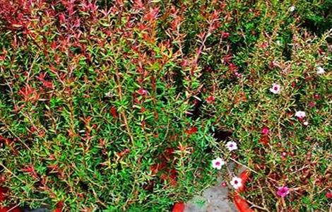 红梅的养殖方法和注意事项(盆栽松红梅的养殖方法和注意事项)