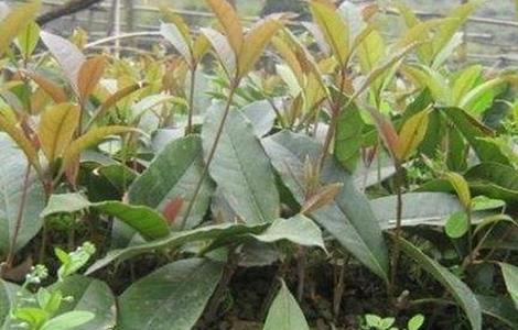 桂花的繁殖方法（桂花的繁殖方法论文）