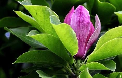 紫玉兰黄叶原因及处理方法（紫玉兰黄叶原因及处理方法）