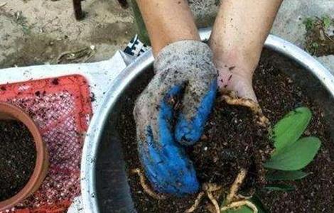 秋季养花换盆技巧（秋季养花换盆技巧和方法）