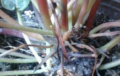 仙客来烂根原因及处理方法（仙客来烂根是上面烂还是下面烂）