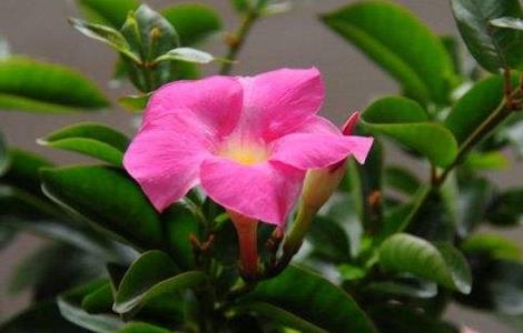 飘香藤不开花是什么原因（飘香藤不开花的原因）