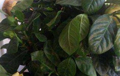 栀子花叶子蔫了怎么办 栀子花叶子蔫了怎么办?