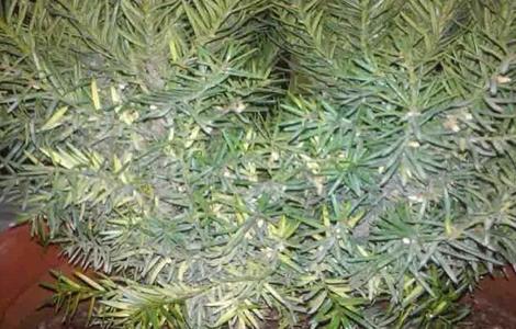 红豆杉掉叶子是什么原因 盆栽红豆杉掉叶子是什么原因图片