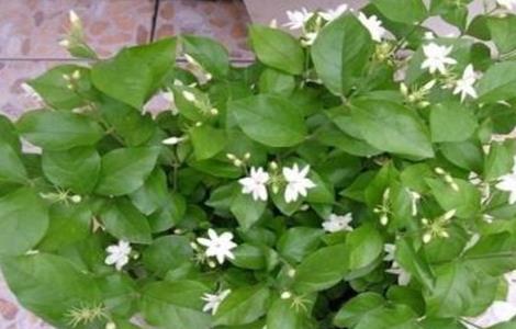 茉莉冬天该怎么养（茉莉冬天怎么养才能安全过冬?）