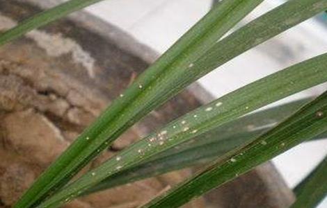 兰花叶子开裂怎么回事 兰花的叶子开裂怎么办