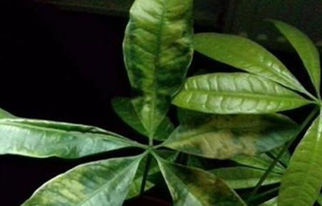 发财树叶子卷曲是什么原因 发财树新长的叶子卷曲是什么原因