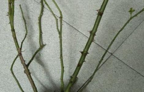 月季光杆了怎么办(月季光杆了还能活吗)