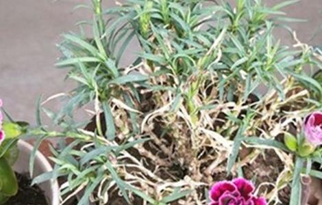 康乃馨黄叶原因及解决方法 康乃馨黄叶子怎么回事