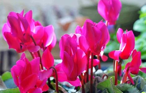 仙客来冬天怎么养（仙客来冬天怎么养家庭养法）