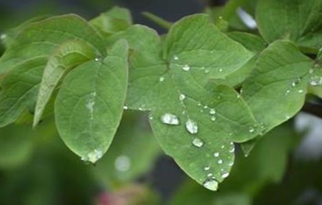 牡丹花叶子打卷是怎么回事 花叶子打卷是咋回事