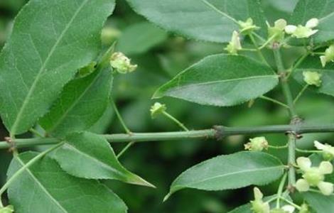 卫矛的栽植及管理技术(盆栽卫矛的养殖方法和注意事项)