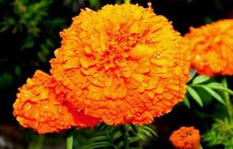 万寿菊不开花原因及解决方法（万寿菊不开花怎么办）