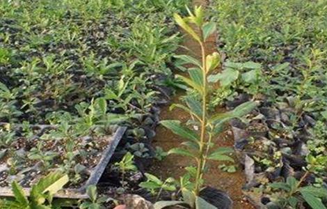 卫矛的扦插技术（扦插卫矛小苗的技术）