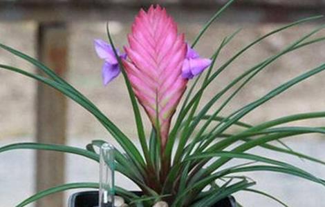 铁兰的养殖方法和注意事项