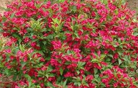 锦带花的养殖方法和注意事项(锦带花的养殖方法和注意事项)