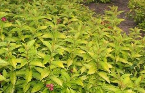 锦带花的繁殖方法 锦带花的繁殖方法有哪些