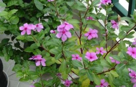 长春花冬季怎么养（长春花冬季养殖方法）