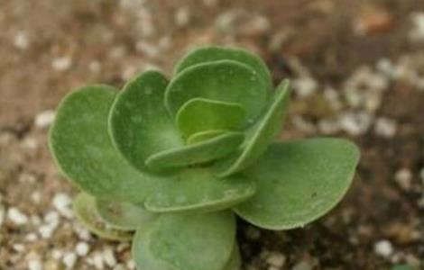 金钱木的繁殖方法（金钱木的繁殖方法视频）