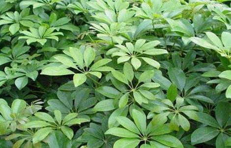 鸭掌木扦插步骤详解（鸭掌木如何扦插?）