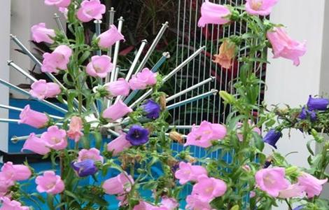 风铃花的养殖方法 紫色风铃花的养殖方法