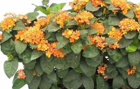 龙船花不开花是咋回事 龙船花不开花的原因
