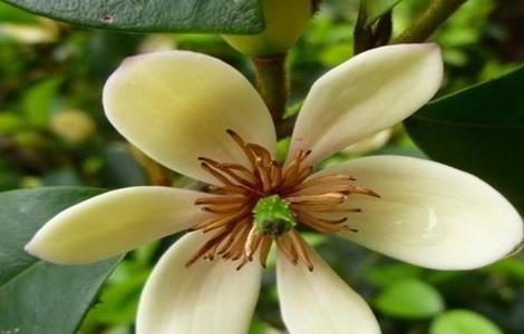 含笑花的繁殖方法 含笑花的繁殖方法有哪些