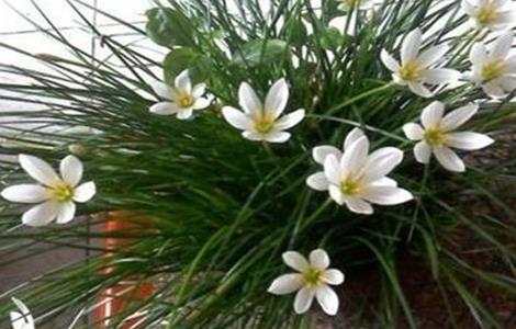 韭菜莲的养殖方法和注意事项（韭菜莲的养殖方法和注意事项作文400字）