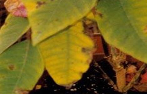 一品红叶子发黄是怎么回事 一品红叶子发黄掉叶子怎么回事