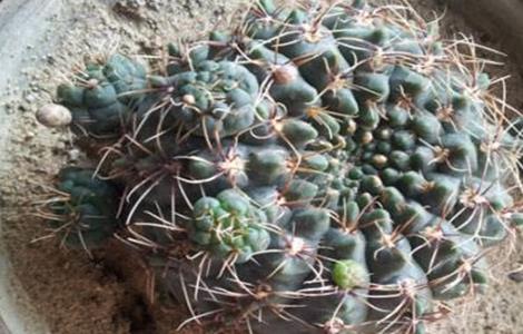 绯花玉烂根了怎么办（绯花玉烂根了怎么办的视屏）