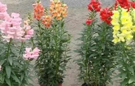 金鱼草的养殖方法和注意事项（金鱼草是一年生还是多年生）