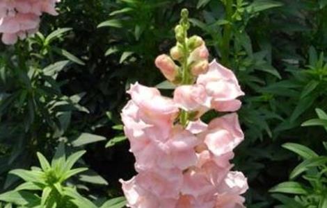 金鱼草不开花原因及解决方法 我养的金鱼草咋不开花呢