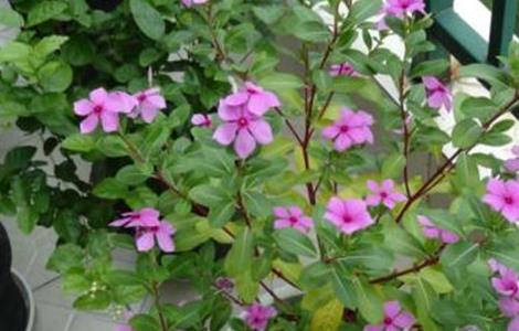 长春花的播种方法 长春花的播种方法图片