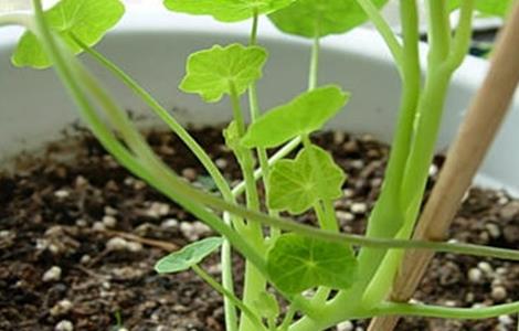 旱金莲烂根该怎么处理 旱金莲烂根如何处理