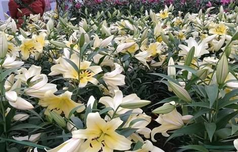 百合不开花是什么原因 百合花谢了以后怎么处理来年再开